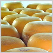 gouda